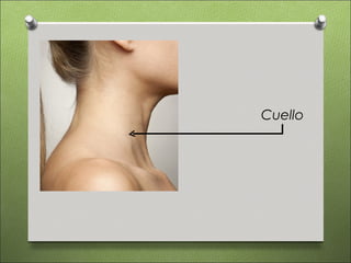Cuello
 