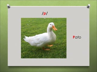 /p/




      Pato
 