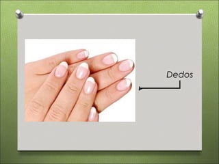 Dedos
 