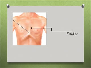 Pecho
 