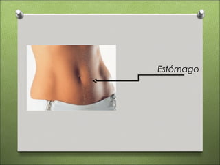 Estómago
 