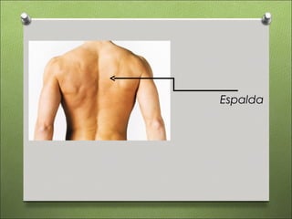 Espalda
 