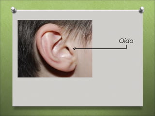 Oído
 