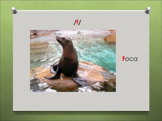 /f/




      Foca
 