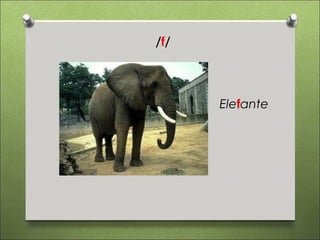 /f/




      Elefante
 