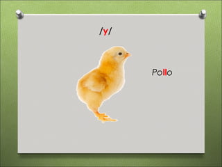 /y/



      Pollo
 