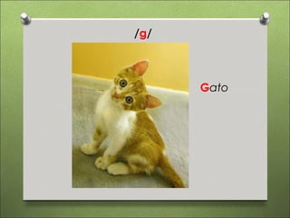 /g/



      Gato
 