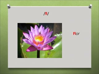 /fl/




       Flor
 
