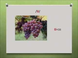 /U/




      Uvas
 