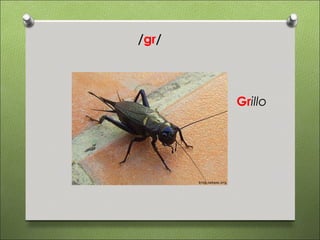 /gr/




       Grillo
 