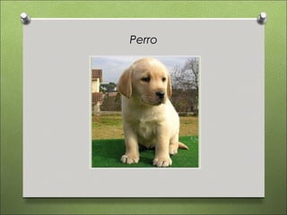 Perro
 