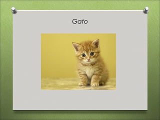 Gato
 