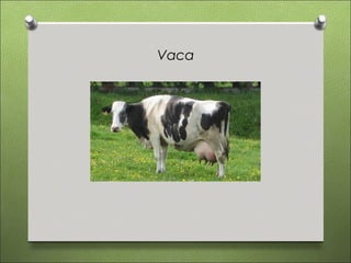 Vaca
 