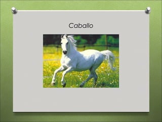 Caballo
 