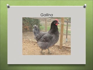 Gallina
 