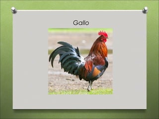 Gallo
 