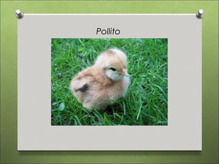 Pollito
 