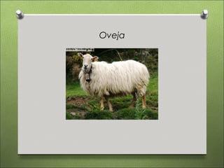 Oveja
 