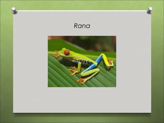 Rana
 