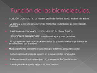 





FUNCIÓN CONTRÁCTIL: La realizan proteínas como la actina, miosina y la direina.
La actina y la miosina constituyen las miofibrillas responsables de la contracción
muscular.
La direina está relacionada con el movimiento de cilios y flagelos.
FUNCIÓN DE TRANSPORTE: la realizan el agua y otras proteínas.



El agua permite la circulación de sustancias en el interior de los organismos y en
su intercambio con el exterior.



Muchas proteínas transportan sustancias por el torrente circulatorio como:



La hemoglobina transporta oxígeno en la sangre de los vertebrados.



La hemocianina transporta oxígeno en la sangre de los invertebrados.



La mioglobina transporta oxígeno en los músculos.

 
