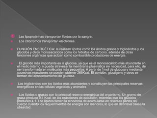 


Las lipoproteínas transportan lípidos por la sangre.
Los citocromos transportan electrones.



FUNCIÓN ENERGÉTICA: la realizan lípidos como los ácidos grasos y triglicéridos y los
glúcidos y otros monosacáridos como los hidratos de carbono. además de otras
funciones orgánicas que actúan como combustible productores de energía.



El glúcido más importante es la glucosa, ya que es el monosacárido más abundante en
el medio interno, y puede atravesar la membrana plasmática sin necesidad, para ello, de
ser transformado en moléculas más pequeñas. A partir de 1mol de glucosa y mediante
sucesivas reacciones se pueden obtener 266Kcal. El almidón, glucógeno y otros se
forman del almacenamiento de glucosa.



Los triglicéridos son los lípidos más abundantes y constituyen las principales reservas
energéticas en las células vegetales y animales



Los lípidos o grasas son la principal reserva energética del organismo. Un gramo de
grasa produce 9,4 Kcal, en las reacciones de oxidación, mientras que los glúcidos
producen 4,1. Los lípidos tienen la tendencia de acumularse en diversas partes del
cuerpo cuando los requerimientos de energía son menores, lo que en definitiva causa la
obesidad.

 
