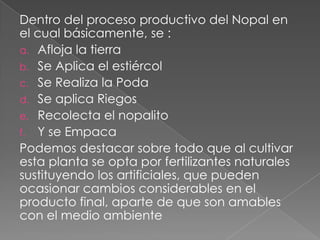 Dentro del proceso productivo del Nopal en
el cual básicamente, se :
a. Afloja la tierra
b. Se Aplica el estiércol
c. Se Realiza la Poda
d. Se aplica Riegos
e. Recolecta el nopalito
f. Y se Empaca
Podemos destacar sobre todo que al cultivar
esta planta se opta por fertilizantes naturales
sustituyendo los artificiales, que pueden
ocasionar cambios considerables en el
producto final, aparte de que son amables
con el medio ambiente
 