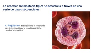 4. Regulación de la respuesta es importante
para la terminación de la reacción cuando ha
cumplido su propósito.
La reacción inflamatoria típica se desarrolla a través de una
serie de pasos secuenciales
 
