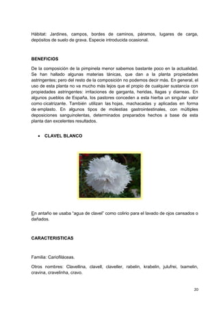Hábitat: Jardines, campos, bordes de caminos, páramos, lugares de carga,
depósitos de suelo de grava. Especie introducida ocasional.

BENEFICIOS
De la composición de la pimpinela menor sabemos bastante poco en la actualidad.
Se han hallado algunas materias tánicas, que dan a la planta propiedades
astringentes; pero del resto de la composición no podemos decir más. En general, el
uso de esta planta no va mucho más lejos que el propio de cualquier sustancia con
propiedades astringentes: irritaciones de garganta, heridas, llagas y diarreas. En
algunos pueblos de España, los pastores conceden a esta hierba un singular valor
como cicatrizante. También utilizan las hojas, machacadas y aplicadas en forma
de emplasto. En algunos tipos de molestias gastrointestinales, con múltiples
deposiciones sanguinolentas, determinados preparados hechos a base de esta
planta dan excelentes resultados.


CLAVEL BLANCO

En antaño se usaba “agua de clavel” como colirio para el lavado de ojos cansados o
dañados.

CARACTERISTICAS

Familia: Cariofiláceas.
Otros nombres: Clavellina, clavell, claveller, rabelin, krabelin, julufrei, txamelin,
cravina, cravelinha, cravo.

20

 