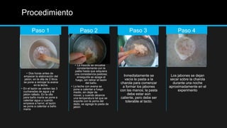 Procedimiento

         Paso 1                            Paso 2                           Paso 3                    Paso 4




                                        • La mezcla se revuelve
                                          constantemente con la
                                        palita hasta que adquiera
      • Dos horas antes de             una consistencia pastosa;
   empezar la elaboración del             enseguida se apaga el          Inmediatamente se        Los jabones se dejan
    jabón, en la olla de 2 litros        fuego, sin retirar el tazón      vacía la pasta a la     secar sobre la charola
   se pone a remojar la avena                    del baño.             charola para comenzar       durante una noche
           en la leche.             • La leche con avena se
• En el tazón se vierten las 3
                                                                        a formar los jabones     aproximadamente en el
                                      pone a calentar a fuego          con las manos; la pasta        experimento
  cucharadas de agua y el             medio, sin dejar de
  jabón rallado. En la olla           mover, y cuando alcance              debe estar aún
  para baño maría se pone a           una temperatura tal que se       caliente, pero debe ser
  calentar agua y cuando              soporte con la yema del             tolerable al tacto.
  empiece a hervir, el tazón          dedo, se agrega la pasta de
  se pone a calentar a baño           jabón
  maría
 