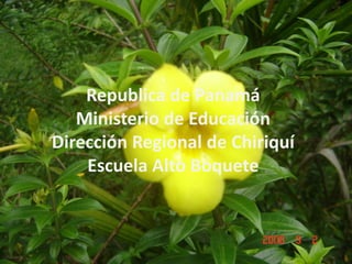 Republica de Panamá
   Ministerio de Educación
Dirección Regional de Chiriquí
    Escuela Alto Boquete
 