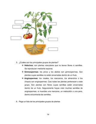5. ¿Cuáles son los principales grupos de plantas?
 Helechos: son plantas vasculares que no tienen flores ni semillas.
Se reproducen mediante esporas.
 Gimnospermas: los pinos y los abetos son gimnospermas. Son
plantas cuyas semillas no están encerradas dentro de un fruto.
 Angiospermas: los rosales, los manzanos, los almendros o los
chopos son angiospermas. Casi todas las plantas pertenecen a este
grupo. Son plantas con flores cuyas semillas están encerradas
dentro de un fruto. Seguramente hayas visto muchas semillas de
angiospermas: si muerdes una manzana, un melocotón o una pera,
dentro encontrarás las semillas.

6. Pega un foto de los principales grupos de plantas

14

 