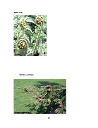 Helechos:

Gimnospermas:

15

 