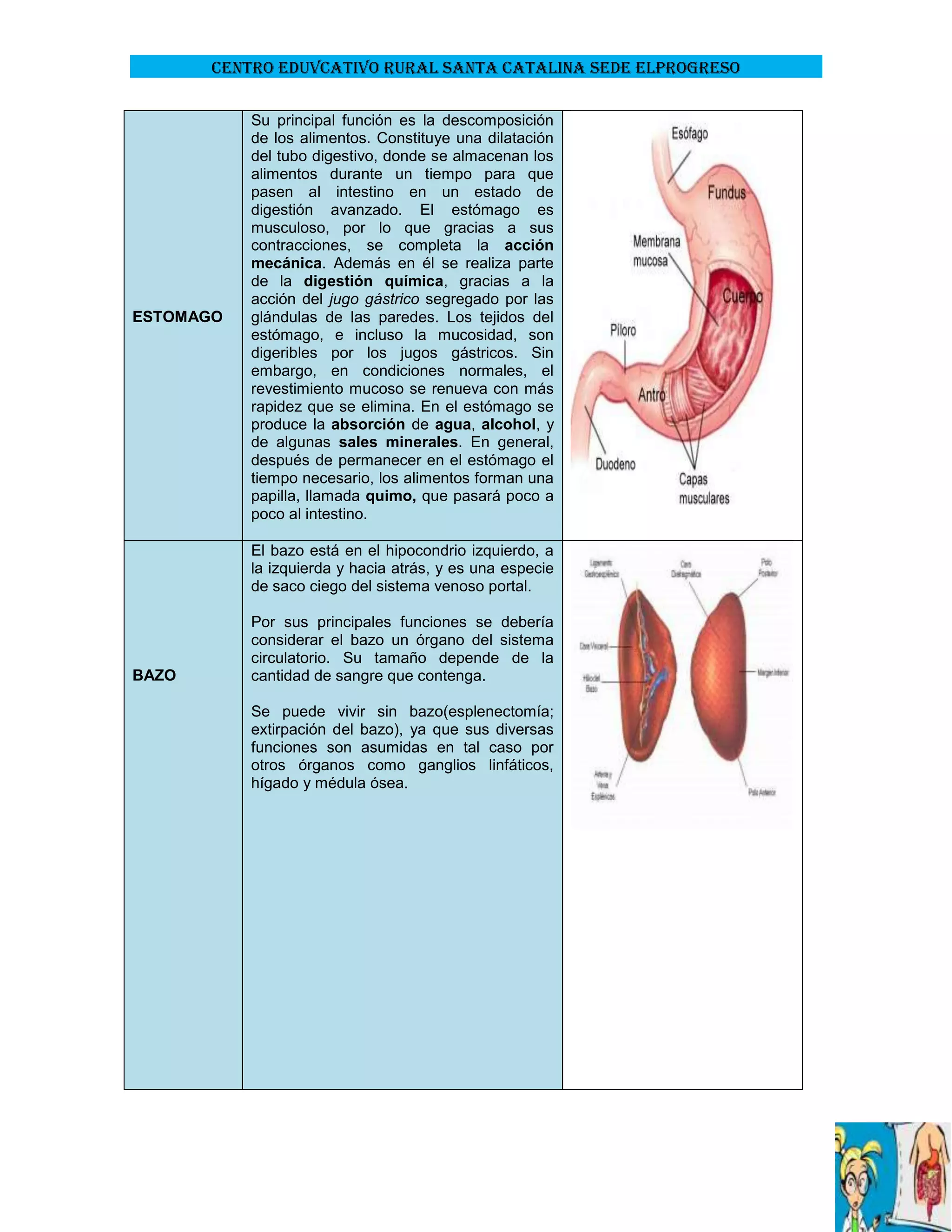 CENTRO EDUVCATIVO RURAL SANTA CATALINA SEDE ELPROGRESO

ESTOMAGO

Su principal función es la descomposición
de los alimentos. Constituye una dilatación
del tubo digestivo, donde se almacenan los
alimentos durante un tiempo para que
pasen al intestino en un estado de
digestión avanzado. El estómago es
musculoso, por lo que gracias a sus
contracciones, se completa la acción
mecánica. Además en él se realiza parte
de la digestión química, gracias a la
acción del jugo gástrico segregado por las
glándulas de las paredes. Los tejidos del
estómago, e incluso la mucosidad, son
digeribles por los jugos gástricos. Sin
embargo, en condiciones normales, el
revestimiento mucoso se renueva con más
rapidez que se elimina. En el estómago se
produce la absorción de agua, alcohol, y
de algunas sales minerales. En general,
después de permanecer en el estómago el
tiempo necesario, los alimentos forman una
papilla, llamada quimo, que pasará poco a
poco al intestino.
El bazo está en el hipocondrio izquierdo, a
la izquierda y hacia atrás, y es una especie
de saco ciego del sistema venoso portal.

BAZO

Por sus principales funciones se debería
considerar el bazo un órgano del sistema
circulatorio. Su tamaño depende de la
cantidad de sangre que contenga.
Se puede vivir sin bazo(esplenectomía;
extirpación del bazo), ya que sus diversas
funciones son asumidas en tal caso por
otros órganos como ganglios linfáticos,
hígado y médula ósea.

 