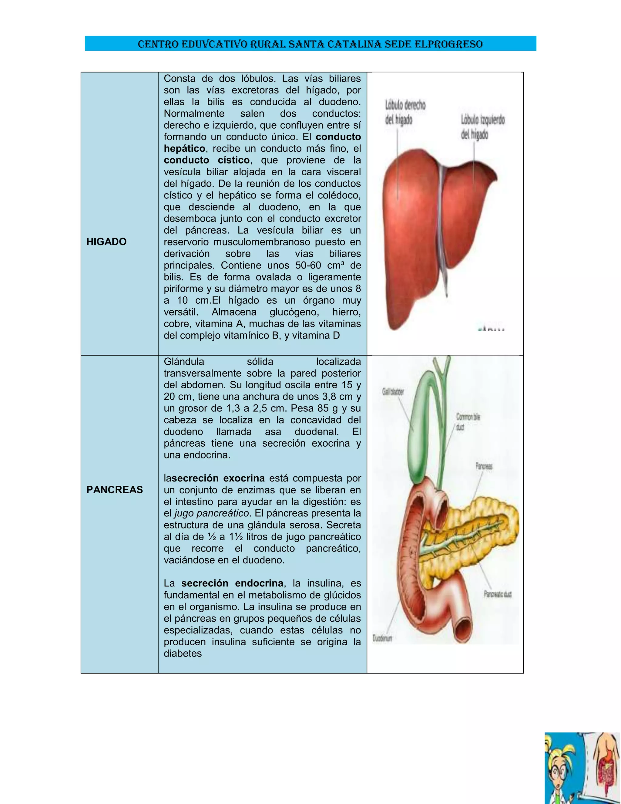 CENTRO EDUVCATIVO RURAL SANTA CATALINA SEDE ELPROGRESO

HIGADO

Consta de dos lóbulos. Las vías biliares
son las vías excretoras del hígado, por
ellas la bilis es conducida al duodeno.
Normalmente
salen
dos
conductos:
derecho e izquierdo, que confluyen entre sí
formando un conducto único. El conducto
hepático, recibe un conducto más fino, el
conducto cístico, que proviene de la
vesícula biliar alojada en la cara visceral
del hígado. De la reunión de los conductos
cístico y el hepático se forma el colédoco,
que desciende al duodeno, en la que
desemboca junto con el conducto excretor
del páncreas. La vesícula biliar es un
reservorio musculomembranoso puesto en
derivación
sobre
las
vías
biliares
principales. Contiene unos 50-60 cm³ de
bilis. Es de forma ovalada o ligeramente
piriforme y su diámetro mayor es de unos 8
a 10 cm.El hígado es un órgano muy
versátil. Almacena glucógeno, hierro,
cobre, vitamina A, muchas de las vitaminas
del complejo vitamínico B, y vitamina D
Glándula
sólida
localizada
transversalmente sobre la pared posterior
del abdomen. Su longitud oscila entre 15 y
20 cm, tiene una anchura de unos 3,8 cm y
un grosor de 1,3 a 2,5 cm. Pesa 85 g y su
cabeza se localiza en la concavidad del
duodeno llamada asa duodenal. El
páncreas tiene una secreción exocrina y
una endocrina.

PANCREAS

lasecreción exocrina está compuesta por
un conjunto de enzimas que se liberan en
el intestino para ayudar en la digestión: es
el jugo pancreático. El páncreas presenta la
estructura de una glándula serosa. Secreta
al día de ½ a 1½ litros de jugo pancreático
que recorre el conducto pancreático,
vaciándose en el duodeno.
La secreción endocrina, la insulina, es
fundamental en el metabolismo de glúcidos
en el organismo. La insulina se produce en
el páncreas en grupos pequeños de células
especializadas, cuando estas células no
producen insulina suficiente se origina la
diabetes

 