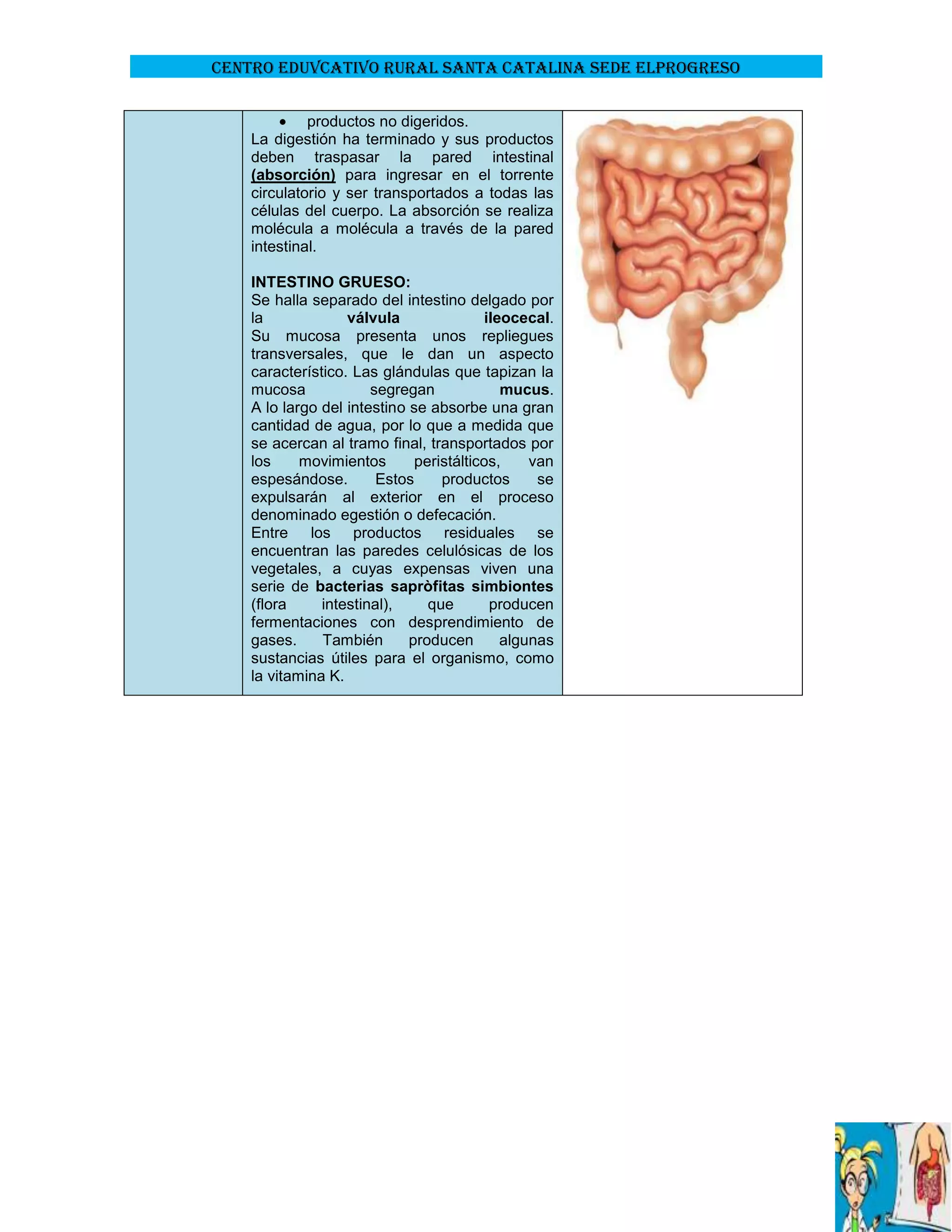 CENTRO EDUVCATIVO RURAL SANTA CATALINA SEDE ELPROGRESO
productos no digeridos.
La digestión ha terminado y sus productos
deben traspasar la pared intestinal
(absorción) para ingresar en el torrente
circulatorio y ser transportados a todas las
células del cuerpo. La absorción se realiza
molécula a molécula a través de la pared
intestinal.
INTESTINO GRUESO:
Se halla separado del intestino delgado por
la
válvula
ileocecal.
Su mucosa presenta unos repliegues
transversales, que le dan un aspecto
característico. Las glándulas que tapizan la
mucosa
segregan
mucus.
A lo largo del intestino se absorbe una gran
cantidad de agua, por lo que a medida que
se acercan al tramo final, transportados por
los
movimientos
peristálticos,
van
espesándose.
Estos
productos
se
expulsarán al exterior en el proceso
denominado egestión o defecación.
Entre los productos residuales se
encuentran las paredes celulósicas de los
vegetales, a cuyas expensas viven una
serie de bacterias sapròfitas simbiontes
(flora
intestinal),
que
producen
fermentaciones con desprendimiento de
gases.
También
producen
algunas
sustancias útiles para el organismo, como
la vitamina K.

 