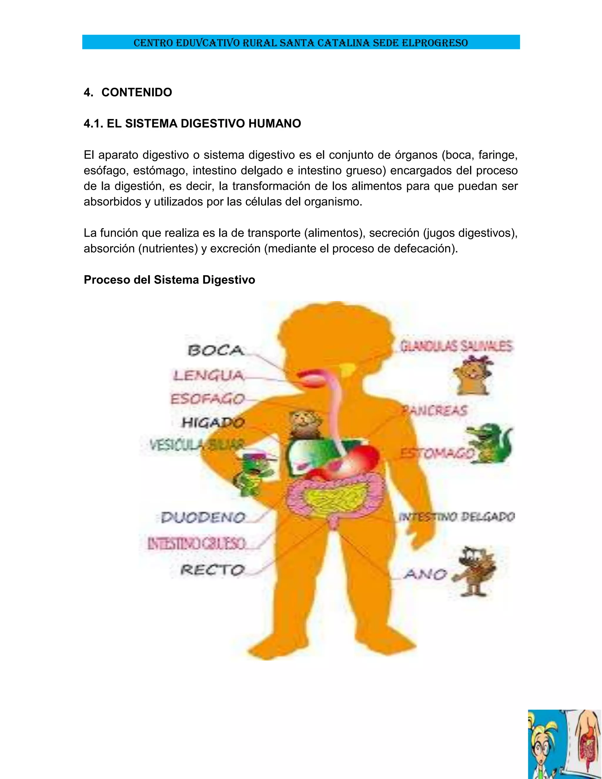 CENTRO EDUVCATIVO RURAL SANTA CATALINA SEDE ELPROGRESO

4. CONTENIDO
4.1. EL SISTEMA DIGESTIVO HUMANO
El aparato digestivo o sistema digestivo es el conjunto de órganos (boca, faringe,
esófago, estómago, intestino delgado e intestino grueso) encargados del proceso
de la digestión, es decir, la transformación de los alimentos para que puedan ser
absorbidos y utilizados por las células del organismo.
La función que realiza es la de transporte (alimentos), secreción (jugos digestivos),
absorción (nutrientes) y excreción (mediante el proceso de defecación).
Proceso del Sistema Digestivo

 