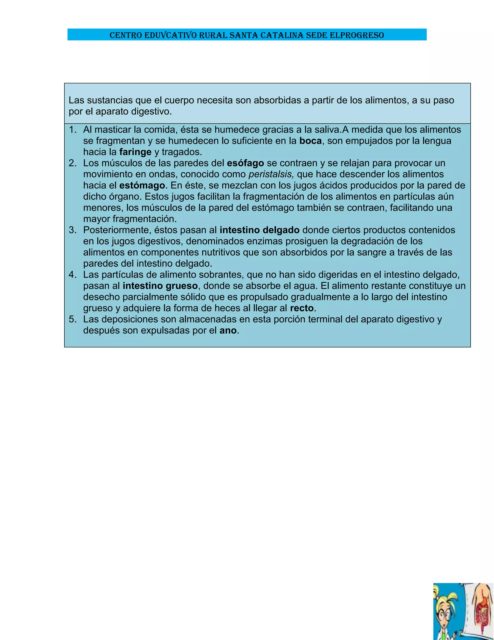 CENTRO EDUVCATIVO RURAL SANTA CATALINA SEDE ELPROGRESO

Las sustancias que el cuerpo necesita son absorbidas a partir de los alimentos, a su paso
por el aparato digestivo.
1. Al masticar la comida, ésta se humedece gracias a la saliva.A medida que los alimentos
se fragmentan y se humedecen lo suficiente en la boca, son empujados por la lengua
hacia la faringe y tragados.
2. Los músculos de las paredes del esófago se contraen y se relajan para provocar un
movimiento en ondas, conocido como peristalsis, que hace descender los alimentos
hacia el estómago. En éste, se mezclan con los jugos ácidos producidos por la pared de
dicho órgano. Estos jugos facilitan la fragmentación de los alimentos en partículas aún
menores, los músculos de la pared del estómago también se contraen, facilitando una
mayor fragmentación.
3. Posteriormente, éstos pasan al intestino delgado donde ciertos productos contenidos
en los jugos digestivos, denominados enzimas prosiguen la degradación de los
alimentos en componentes nutritivos que son absorbidos por la sangre a través de las
paredes del intestino delgado.
4. Las partículas de alimento sobrantes, que no han sido digeridas en el intestino delgado,
pasan al intestino grueso, donde se absorbe el agua. El alimento restante constituye un
desecho parcialmente sólido que es propulsado gradualmente a lo largo del intestino
grueso y adquiere la forma de heces al llegar al recto.
5. Las deposiciones son almacenadas en esta porción terminal del aparato digestivo y
después son expulsadas por el ano.

 