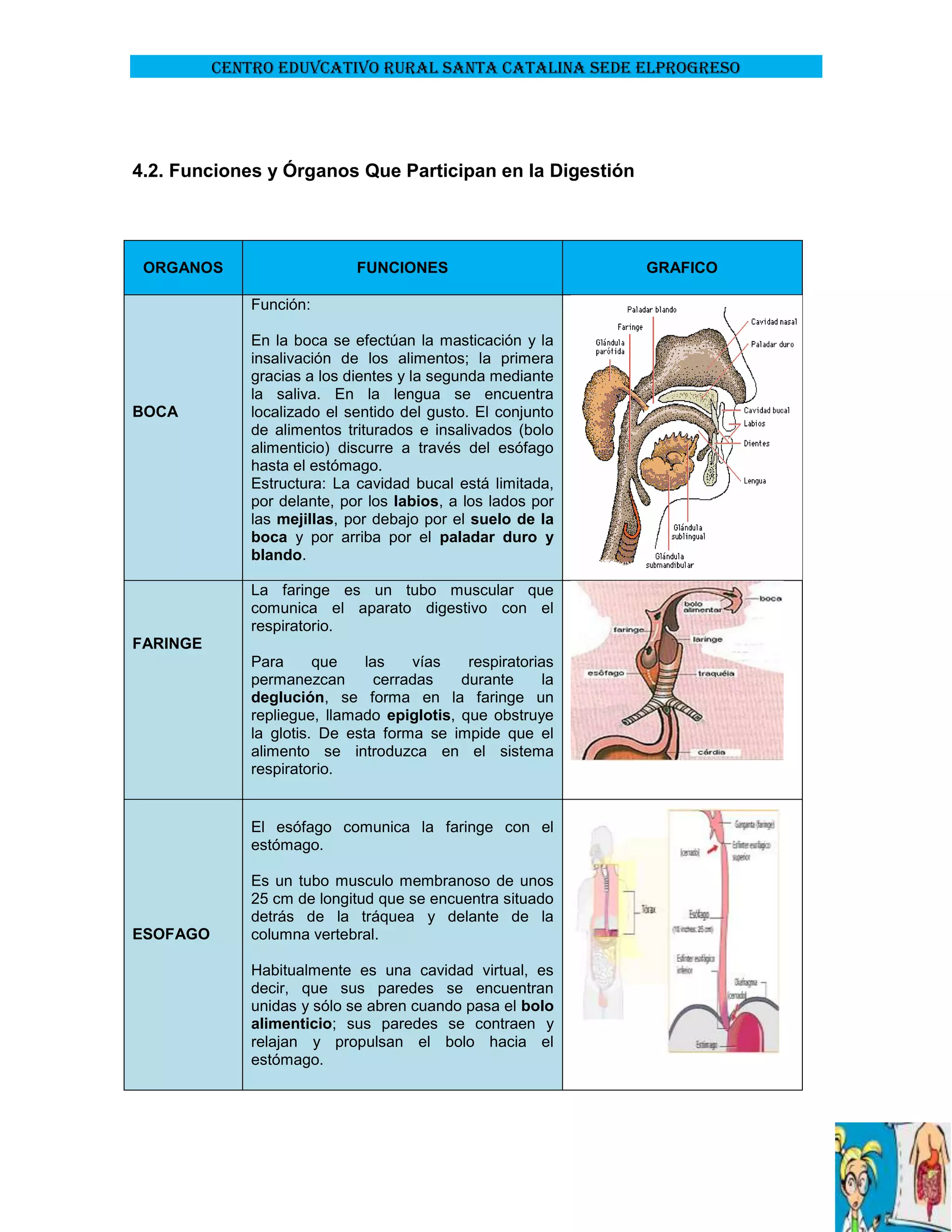 CENTRO EDUVCATIVO RURAL SANTA CATALINA SEDE ELPROGRESO

4.2. Funciones y Órganos Que Participan en la Digestión

ORGANOS

FUNCIONES
Función:

BOCA

En la boca se efectúan la masticación y la
insalivación de los alimentos; la primera
gracias a los dientes y la segunda mediante
la saliva. En la lengua se encuentra
localizado el sentido del gusto. El conjunto
de alimentos triturados e insalivados (bolo
alimenticio) discurre a través del esófago
hasta el estómago.
Estructura: La cavidad bucal está limitada,
por delante, por los labios, a los lados por
las mejillas, por debajo por el suelo de la
boca y por arriba por el paladar duro y
blando.
La faringe es un tubo muscular que
comunica el aparato digestivo con el
respiratorio.

FARINGE
Para
que
las
vías
respiratorias
permanezcan
cerradas
durante
la
deglución, se forma en la faringe un
repliegue, llamado epiglotis, que obstruye
la glotis. De esta forma se impide que el
alimento se introduzca en el sistema
respiratorio.

El esófago comunica la faringe con el
estómago.

ESOFAGO

Es un tubo musculo membranoso de unos
25 cm de longitud que se encuentra situado
detrás de la tráquea y delante de la
columna vertebral.
Habitualmente es una cavidad virtual, es
decir, que sus paredes se encuentran
unidas y sólo se abren cuando pasa el bolo
alimenticio; sus paredes se contraen y
relajan y propulsan el bolo hacia el
estómago.

GRAFICO

 