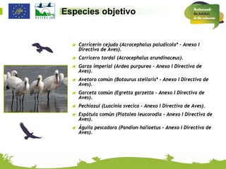 Especies objetivo


   Carricerín cejudo (Acrocephalus paludicola* - Anexo I
    Directiva de Aves).
   Carricero tordal (Acrocephalus arundinaceus).
   Garza imperial (Ardea purpurea - Anexo I Directiva de
    Aves).
   Avetoro común (Botaurus stellaris* - Anexo I Directiva de
    Aves).
   Garceta común (Egretta garzetta - Anexo I Directiva de
    Aves).
   Pechiazul (Luscinia svecica - Anexo I Directiva de Aves).
   Espátula común (Platalea leucorodia - Anexo I Directiva de
    Aves).
   Águila pescadora (Pandion haliaetus - Anexo I Directiva de
    Aves).
 