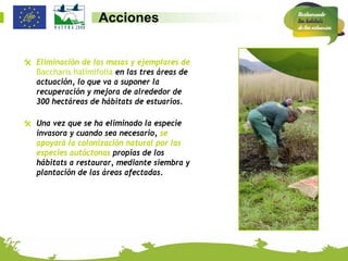 Acciones


 Eliminación de las masas y ejemplares de
  Baccharis halimifolia en las tres áreas de
  actuación, lo que va a suponer la
  recuperación y mejora de alrededor de
  300 hectáreas de hábitats de estuarios.

 Una vez que se ha eliminado la especie
  invasora y cuando sea necesario, se
  apoyará la colonización natural por las
  especies autóctonas propias de los
  hábitats a restaurar, mediante siembra y
  plantación de las áreas afectadas.
 