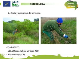 METODOLOGÍA



 2. Corta y aplicación de herbicida




COMPUESTO:
- 50% glifosato (Glyfos Envision 45®)
- 50% Gasoil (tipo B)
 