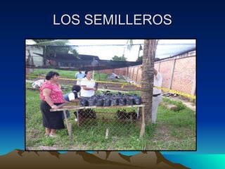 LOS SEMILLEROS 