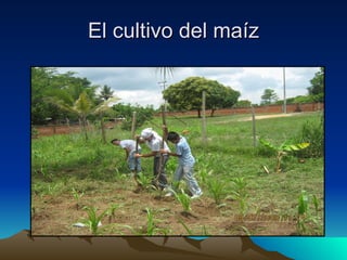 El cultivo del maíz 