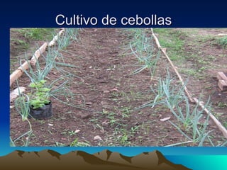 Cultivo de cebollas 