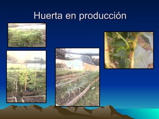 Huerta en producción 