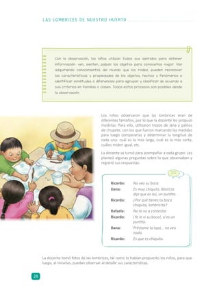 Los niños observaron que las lombrices eran de
diferentes tamaños, por lo que la docente les propuso
medirlas. Para ello, utilizaron trozos de lana y palitos
de chupete, con los que fueron marcando las medidas
para luego compararlas y determinar la longitud de
cada una: cuál es la más larga, cuál es la más corta,
cuáles miden igual, etc.
La docente se turnó para acompañar a cada grupo. Les
planteó algunas preguntas sobre lo que observaban y
registró sus respuestas:
Con la observación, los niños utilizan todos sus sentidos para obtener
información: ven, sienten, palpan los objetos para conocerlos mejor. Van
adquiriendo conocimientos del mundo que los rodea, pueden reconocer
las características y propiedades de los objetos, hechos y fenómenos e
identificar similitudes o diferencias para agrupar y clasificar de acuerdo a
sus criterios en familias o clases. Todos estos procesos son posibles desde
la observación.
La docente tomó fotos de las lombrices, tal como lo habían propuesto los niños, para que
luego, al mirarlas, puedan observar al detalle sus características.
Ricardo:	 No veo su boca.
Dana:	 Es muy chiquita, Maritza
dijo que es así, un puntito.
Ricardo:	 ¿Por qué tienes tu boca
chiquita, lombricita?
Rafaela:	 No te va a contestar.
Ricardo:	 ¡Ya le vi su boca!, sí es un
puntito.
Dana:	 Préstame la lupa... no veo
nada.
Ricardo:	 Es que es chiquita.
LAS LOMBRICES DE NUESTRO HUERTO
28
 