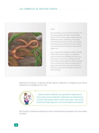 Para finalizar, la docente anticipó a los niños la actividad del día siguiente, tal como habían
acordado.
¡Hola!
Soy una lombriz, vivo en la tierra húmeda y me
encanta excavarla haciendo túneles debajo
de ella. Por las noches, salgo a explorar por los
alrededores, pero cuando hay sol me gusta
estar debajo de la tierra. Por eso, si me quieres
ver tienes que buscarme por la noche, o bien,
muy tempranito por la mañana, antes de que
salga el sol.
Soy un animal invertebrado, es decir no tengo
huesos. Mi cuerpo es largo y mi cabeza no
tiene una forma muy definida; por eso, no se
nota mucho y a veces la confunden con mi
cola. Tengo una boca, pero no dientes, porque
no los necesito para comer. No tengo ojos ni
oídos, tampoco tengo nariz, porque respiro a
través de mi piel, por eso siempre estoy en la
tierra húmeda.
¿Qué les llamó la atención de lo que leímos? ¿Qué decía el
texto acerca de las lombrices? ¿Qué hacen las lombrices por
la noche? ¿Qué decía el texto acerca de los ojos y nariz de las
lombrices? ¿Hubo algo con lo cual no estuvieran de acuerdo?
Después de la lectura, la docente planteó algunas preguntas y repreguntas que fueron
surgiendo en el diálogo con los niños:
LAS LOMBRICES DE NUESTRO HUERTO
36
 