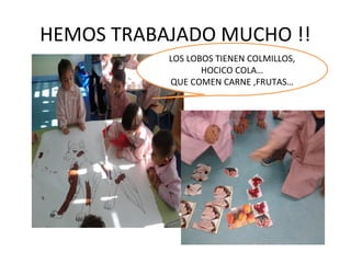 HEMOS TRABAJADO MUCHO !!
LOS LOBOS TIENEN COLMILLOS,
HOCICO COLA…
QUE COMEN CARNE ,FRUTAS…