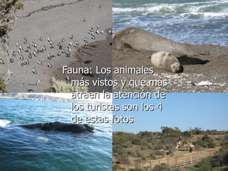 Fauna: Los animales más vistos y que más atraen la atención de los turistas son los 4 de estas fotos 