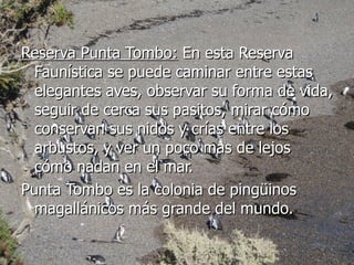 Reserva Punta Tombo:  En esta Reserva Faunística se puede caminar entre estas elegantes aves, observar su forma de vida, seguir de cerca sus pasitos, mirar cómo conservan sus nidos y crías entre los arbustos, y ver un poco mas de lejos cómo nadan en el mar.  Punta Tombo es la colonia de pingüinos magallánicos más grande del mundo.   